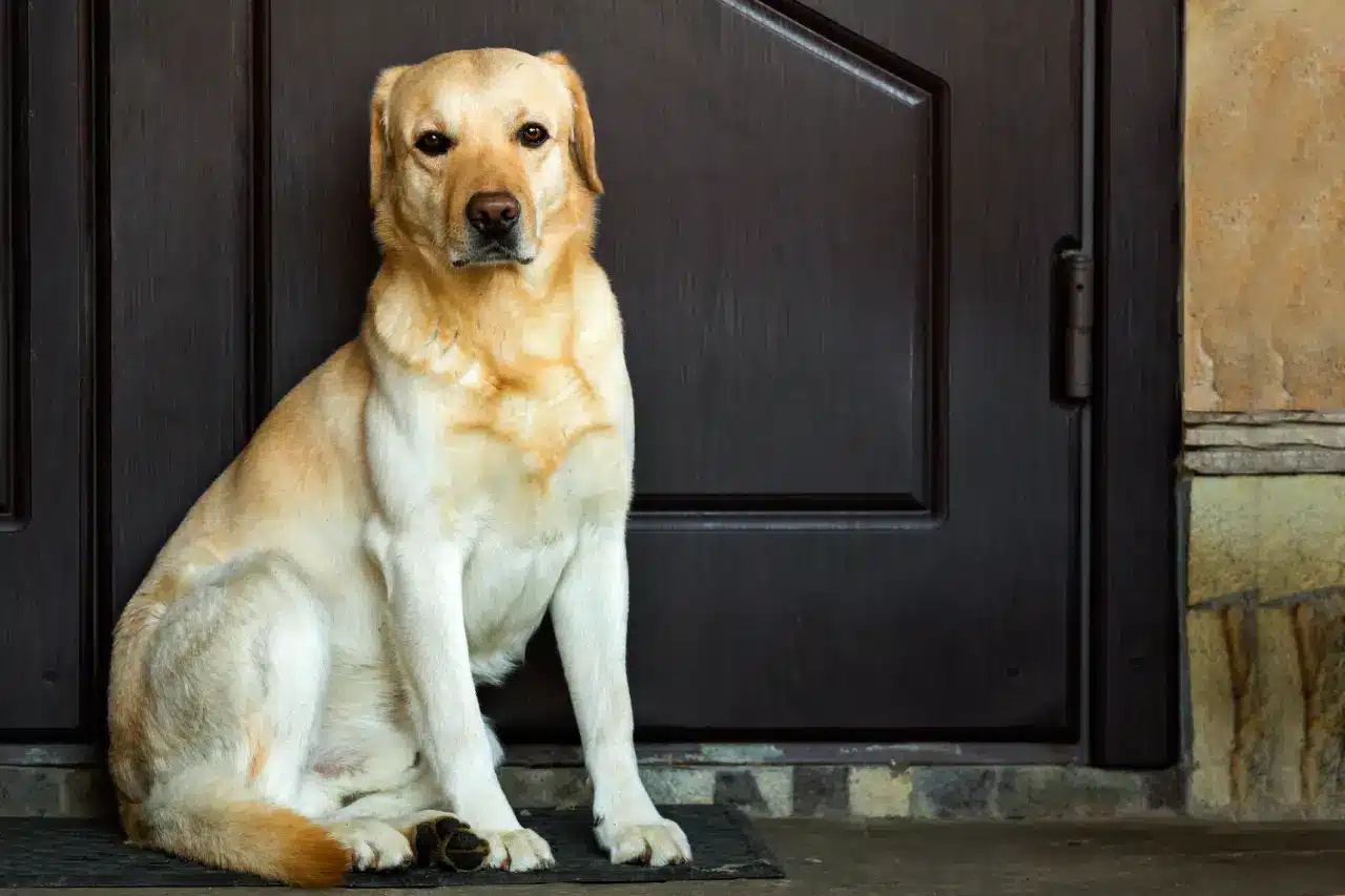 Assurance chien : comprendre les remboursements et les délais de carence